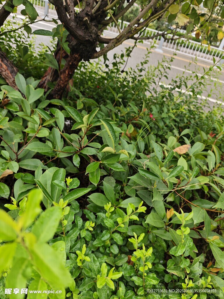 繁茂绿植环绕的树木