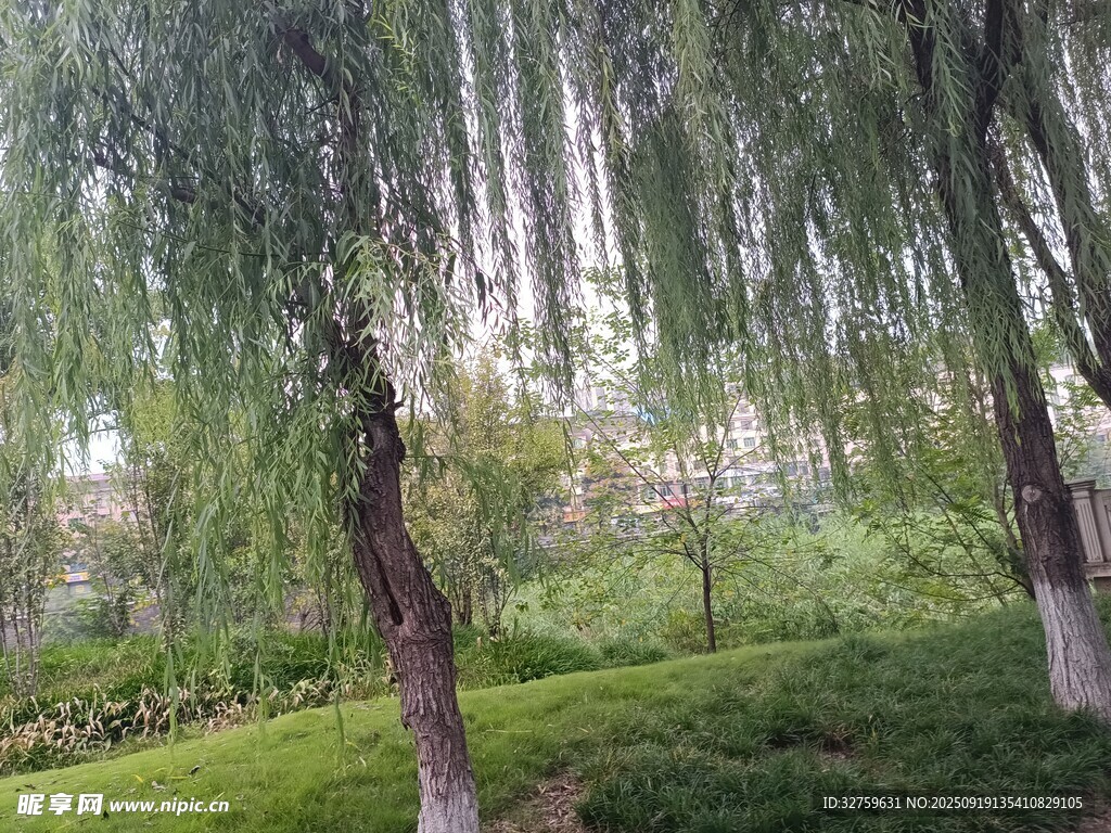 垂柳依依的绿意公园