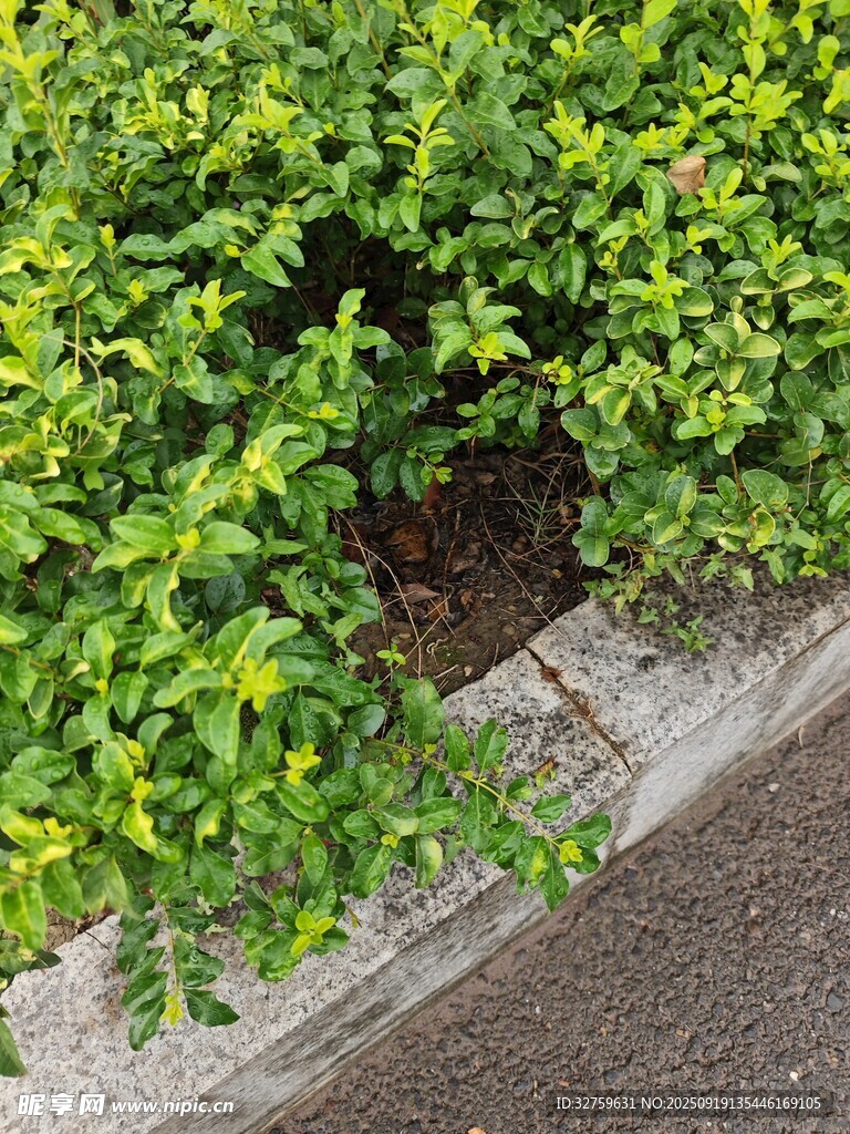 路边翠绿灌木丛