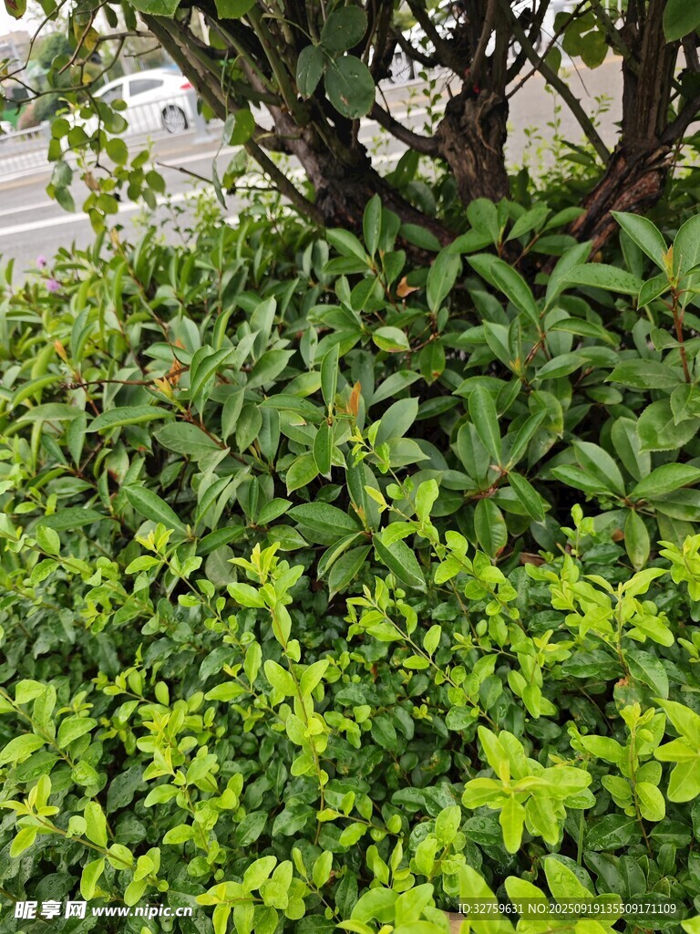 绿叶繁茂的灌木景观