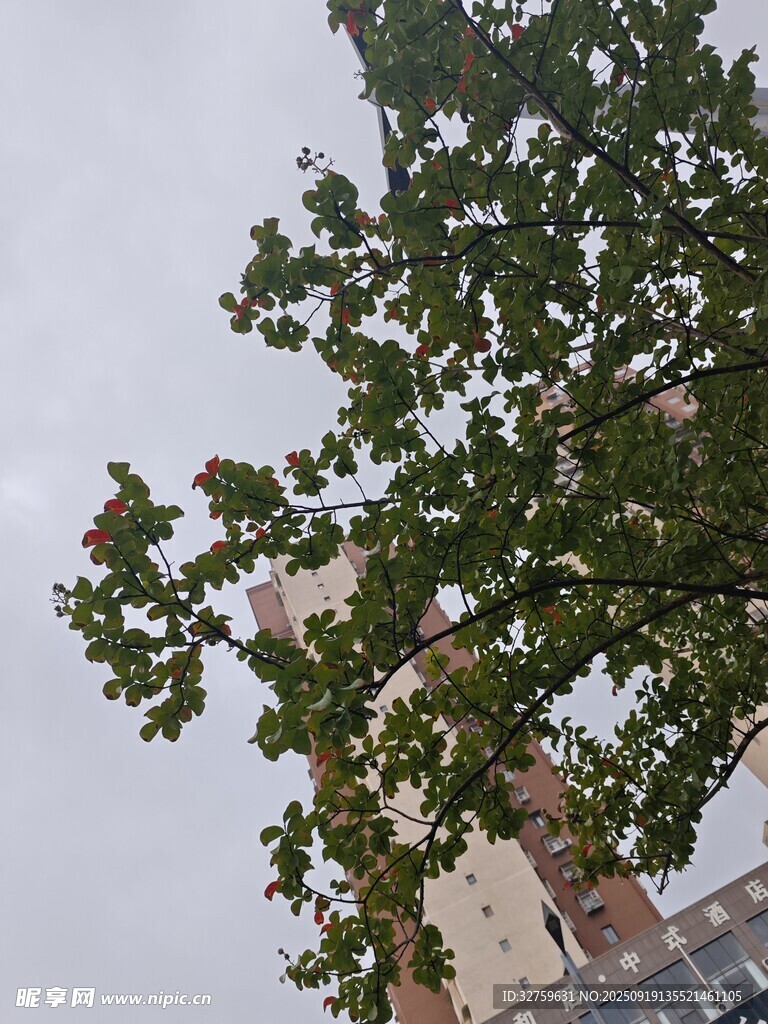 仰视视角下的绿树与建筑