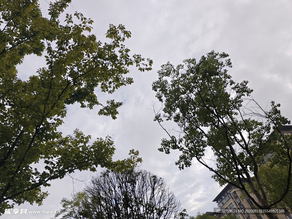 天空下的繁茂绿树