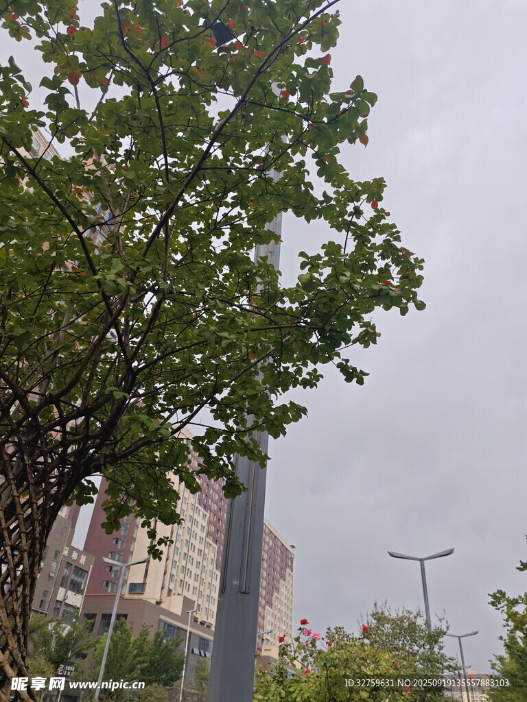 城市中的绿树与建筑景观