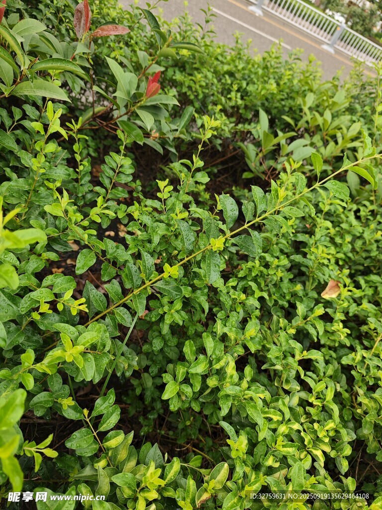 翠绿繁茂的绿植景观