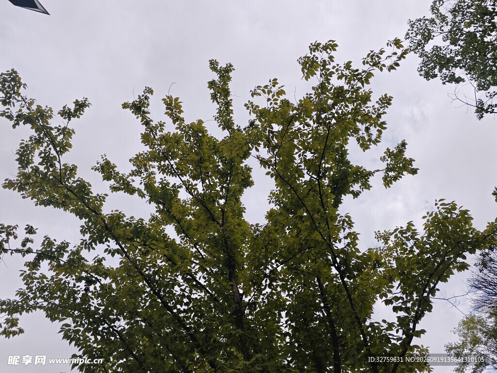 枝叶繁茂的绿树