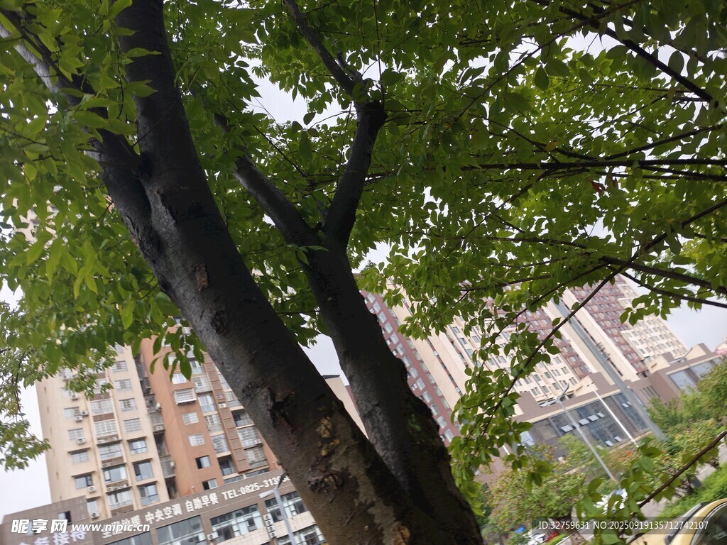 城市中繁茂的绿树景观