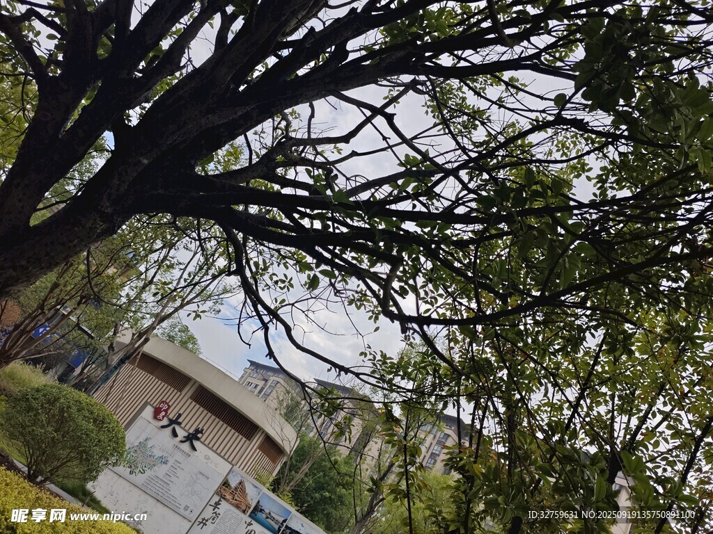 繁茂树枝下的建筑景观