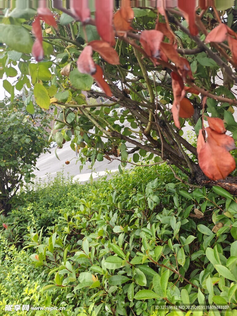 枝头红果伴绿叶