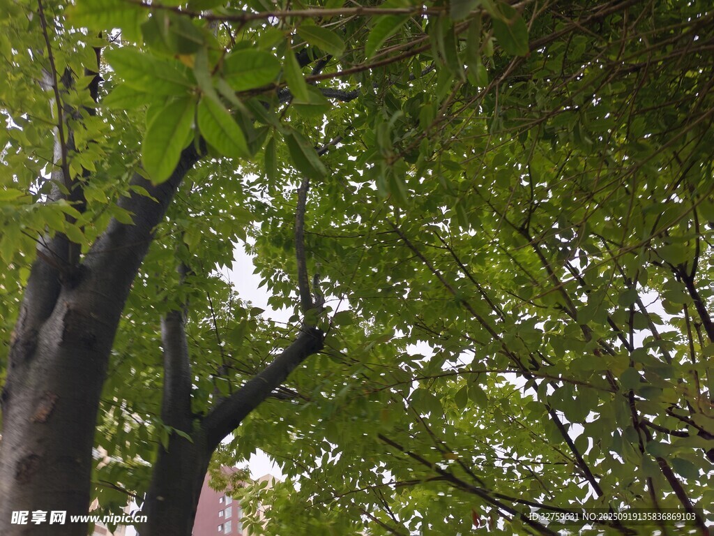 绿荫下的繁茂树冠