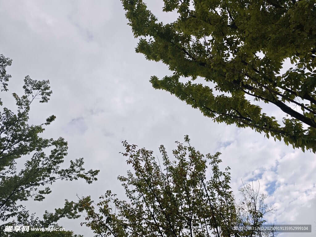 仰视绿树与天空景象