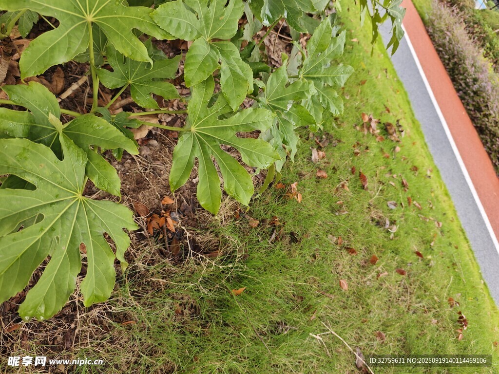 路边绿植景观