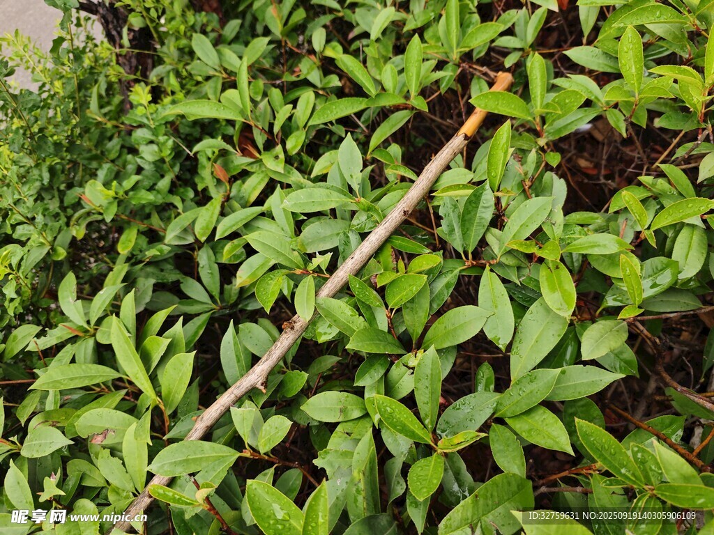 绿叶繁茂的植物景象