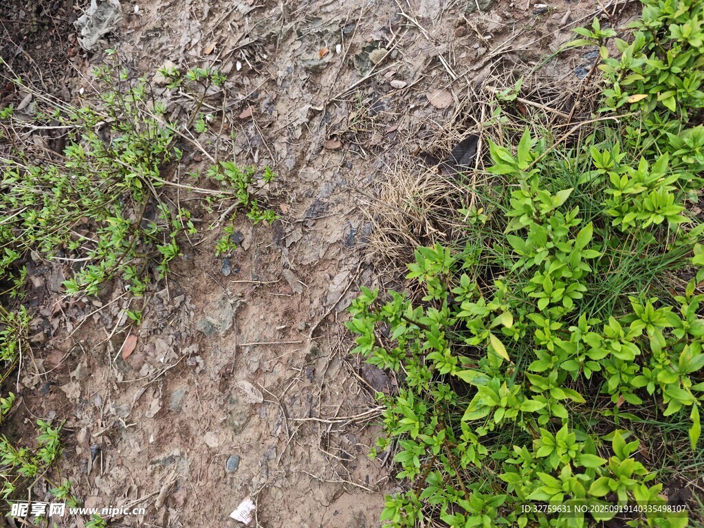 地面绿植与泥土景象