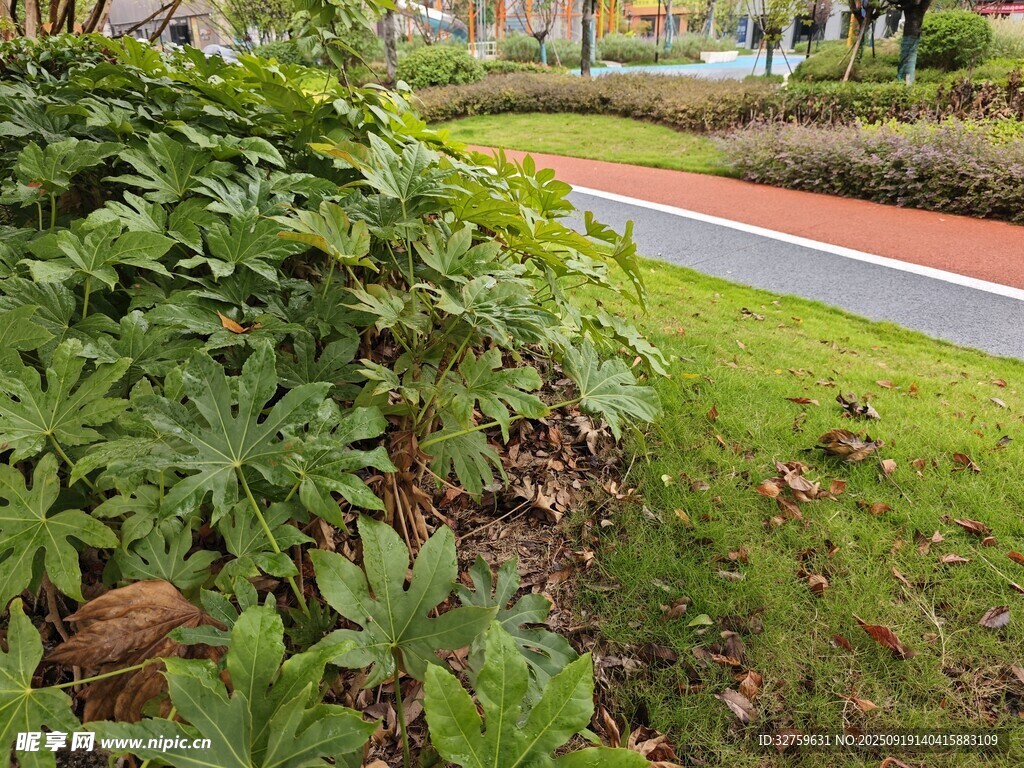 花园绿植景观一角