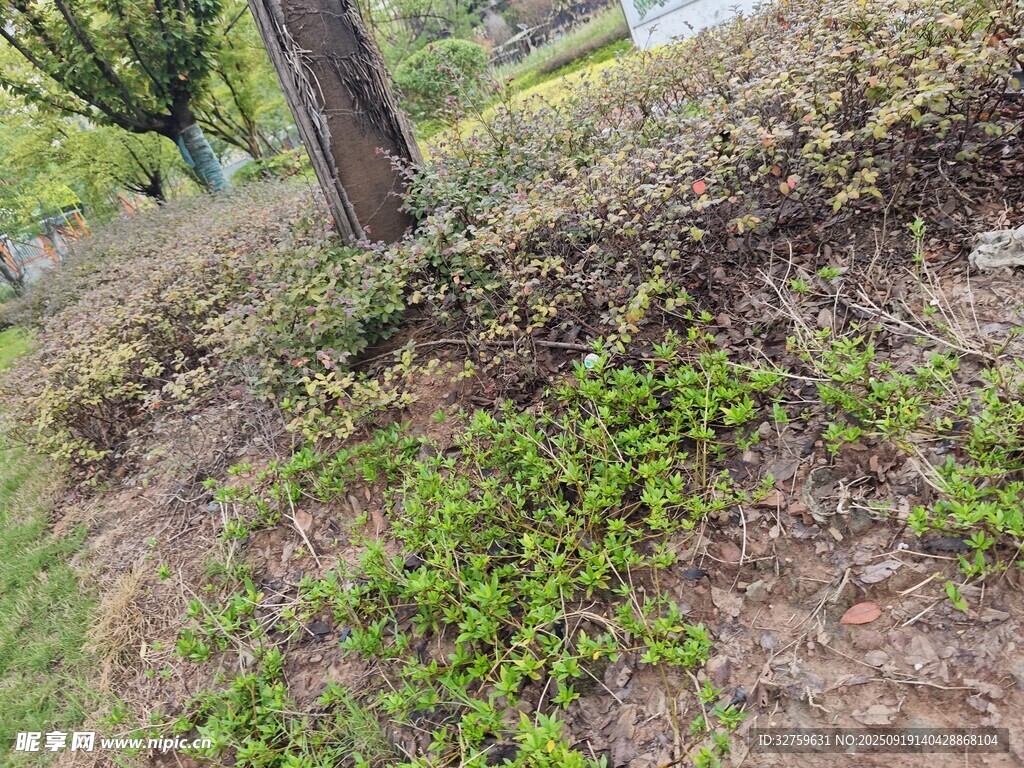 树下绿植景观