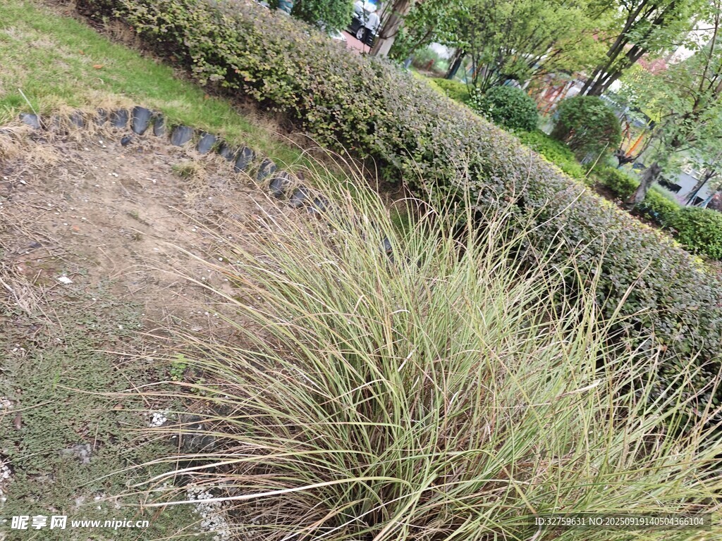 户外草地景观