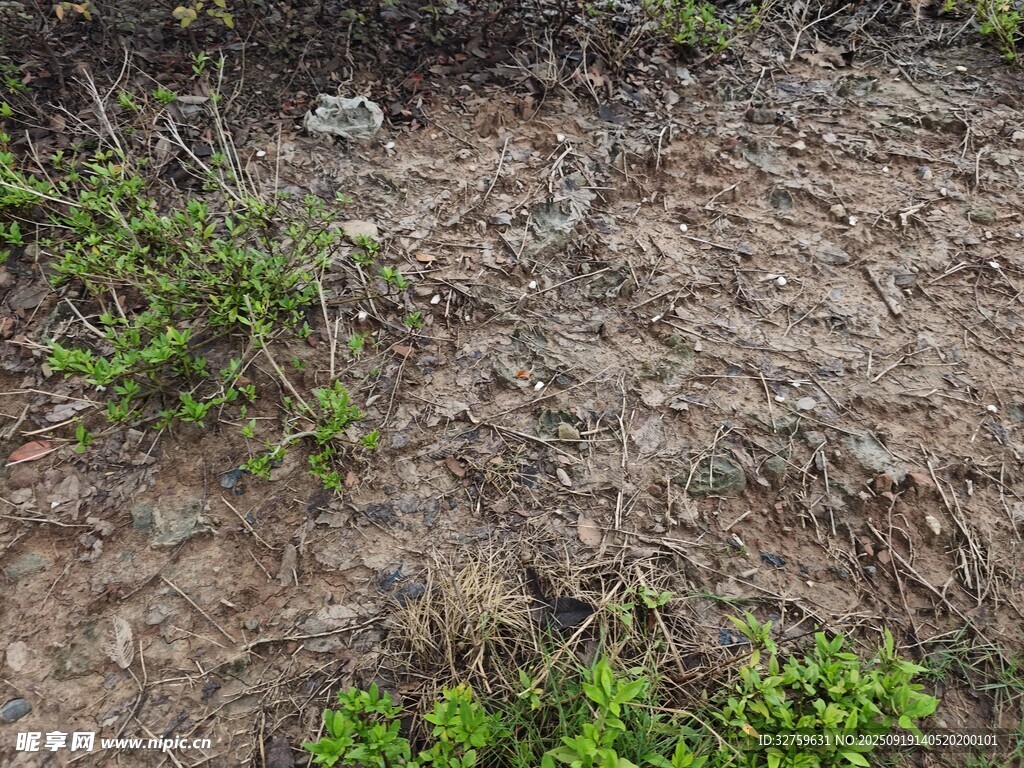 地面上的杂草与裸露泥土