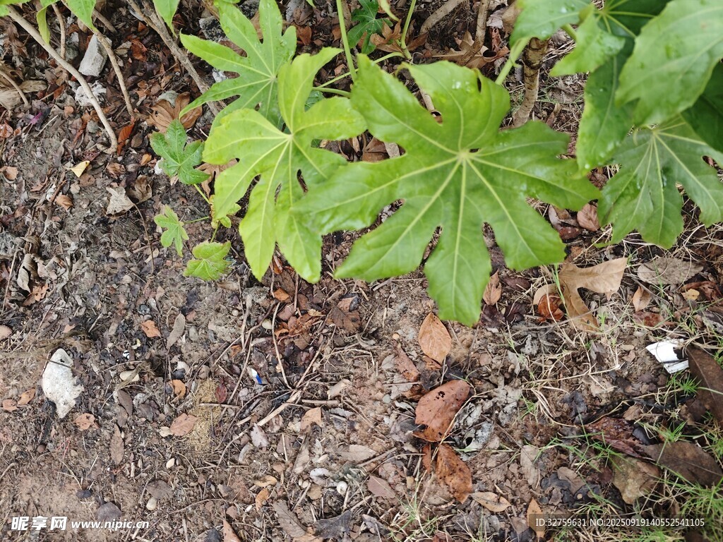地面上的绿色植物叶片