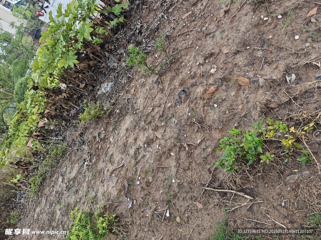 田间土地与零星绿植
