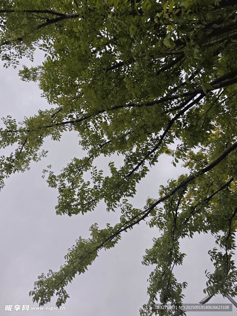 仰视繁茂树枝与天空