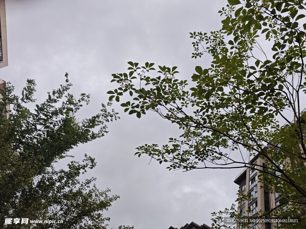 绿树掩映下的天空景象