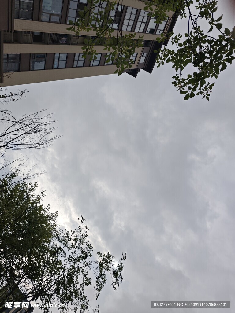 仰视下的楼与枝叶景观