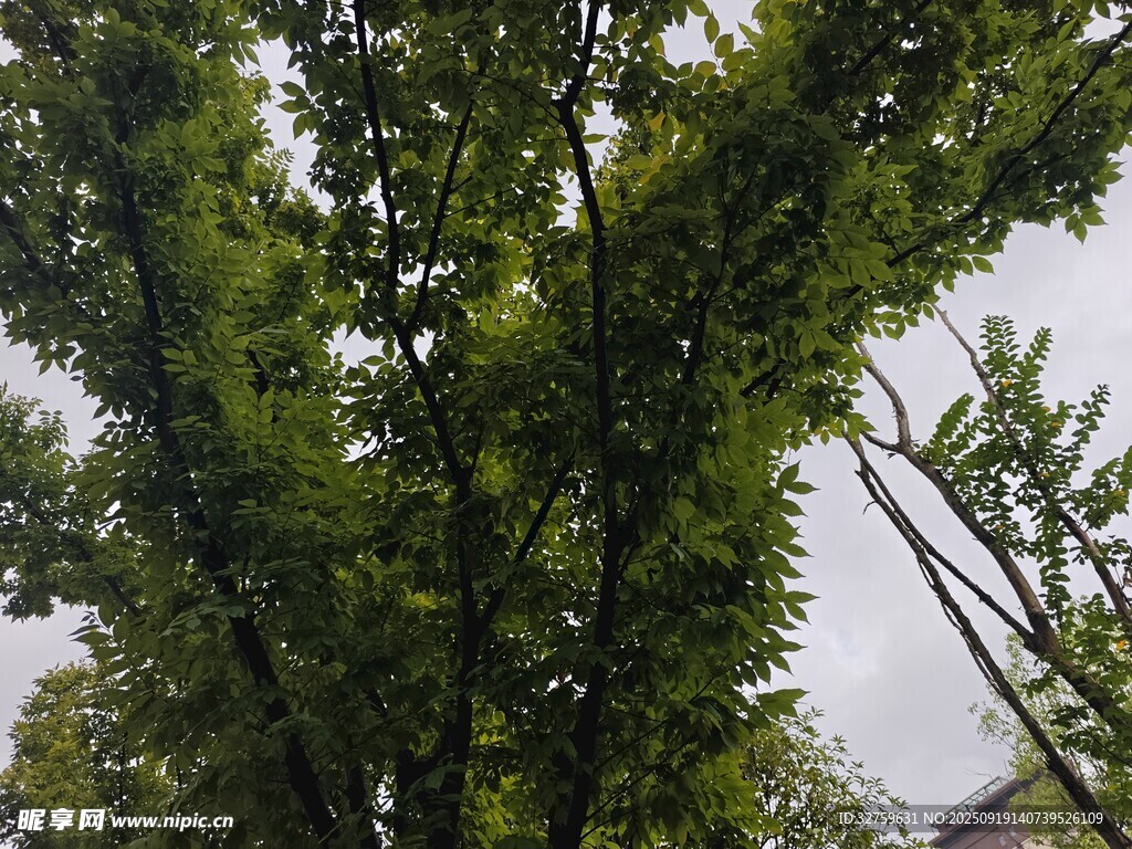 仰视葱郁树木