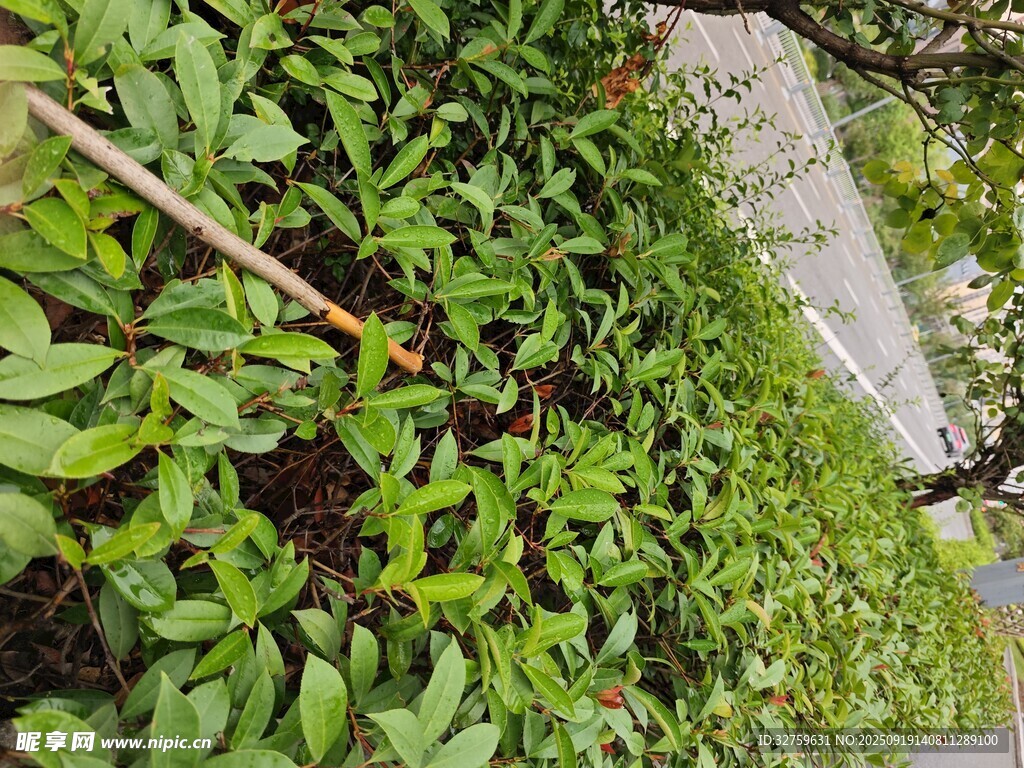垂直绿植墙