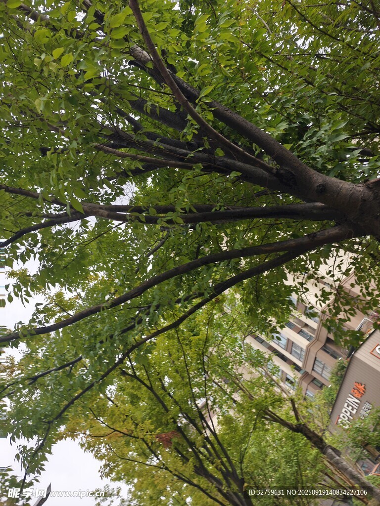 仰视繁茂绿树景观