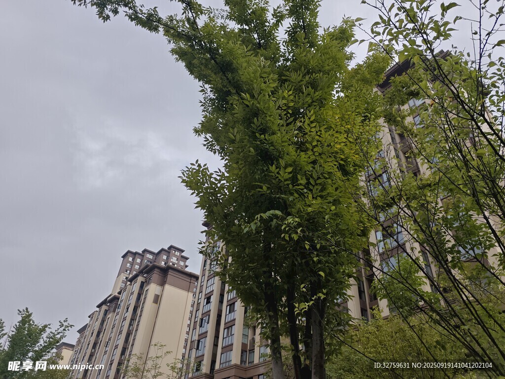 高楼旁挺拔的绿树