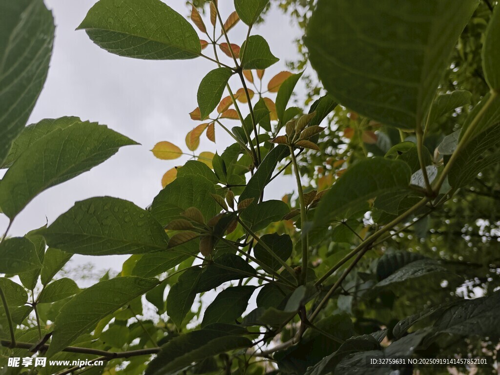 绿叶繁茂的植物景象