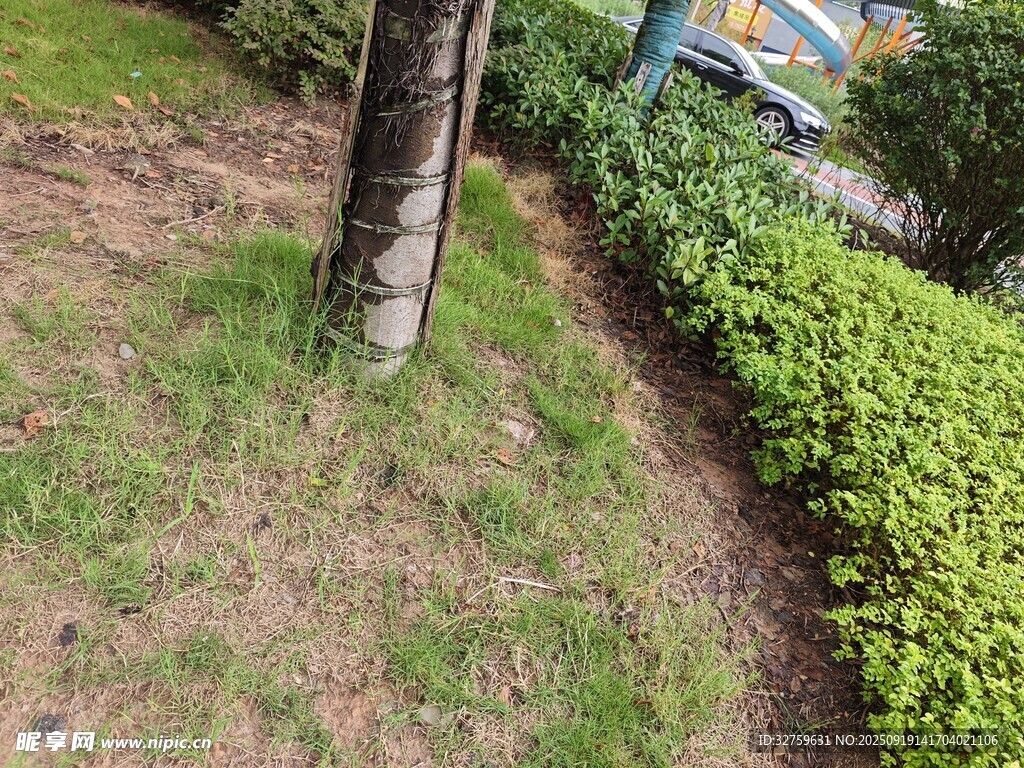 路边绿植景观