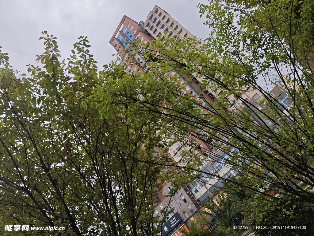 竹林间的城市高楼景观