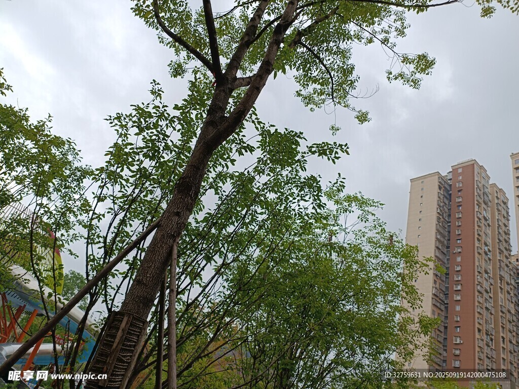 城市中倾斜生长的绿树