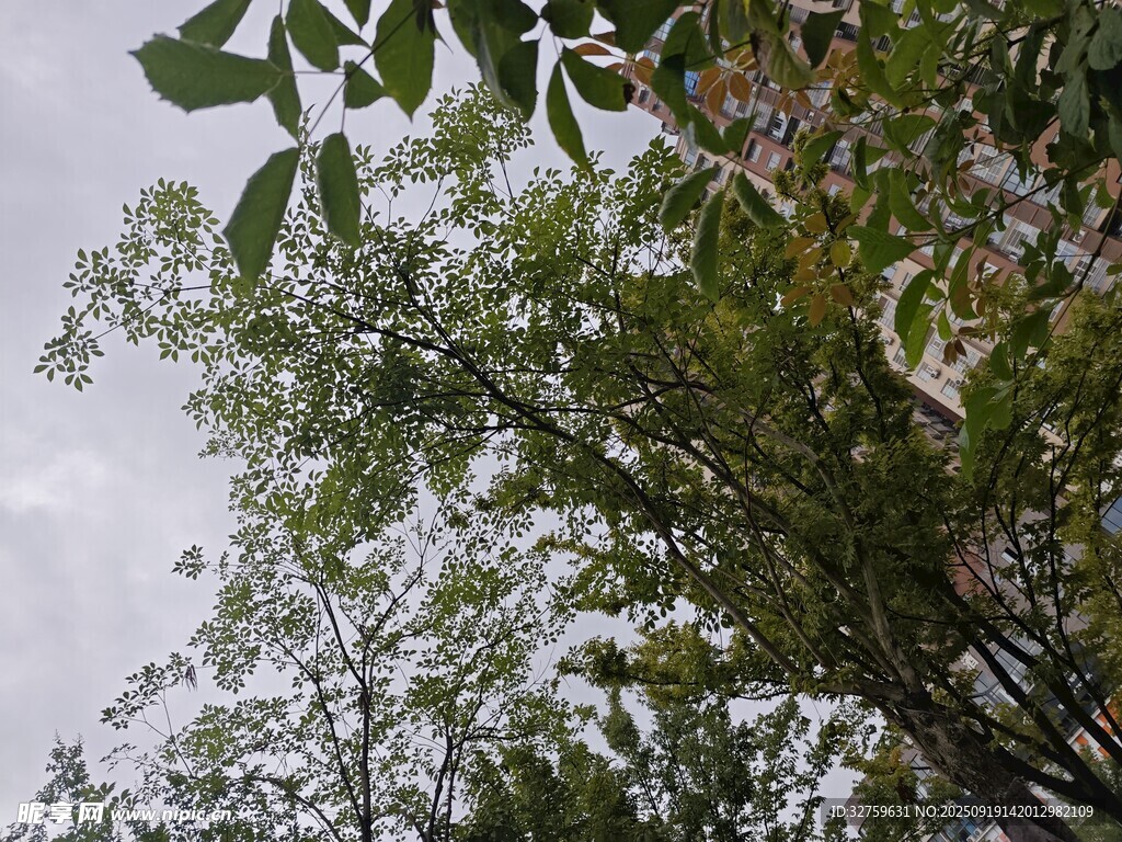 繁茂绿树