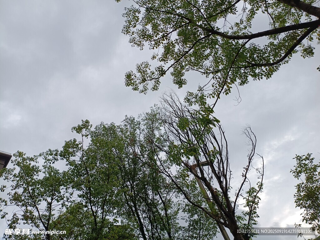 仰视绿树与天空景象