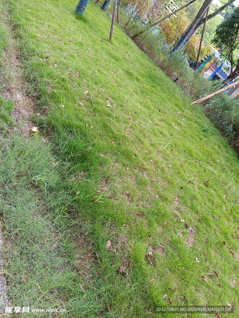翠绿草坪
