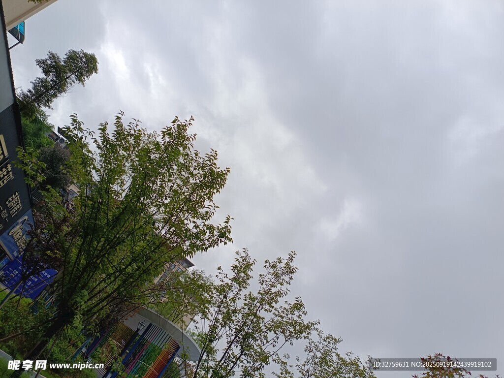 阴天中的葱郁树木
