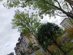 城市中绿树与建筑景观