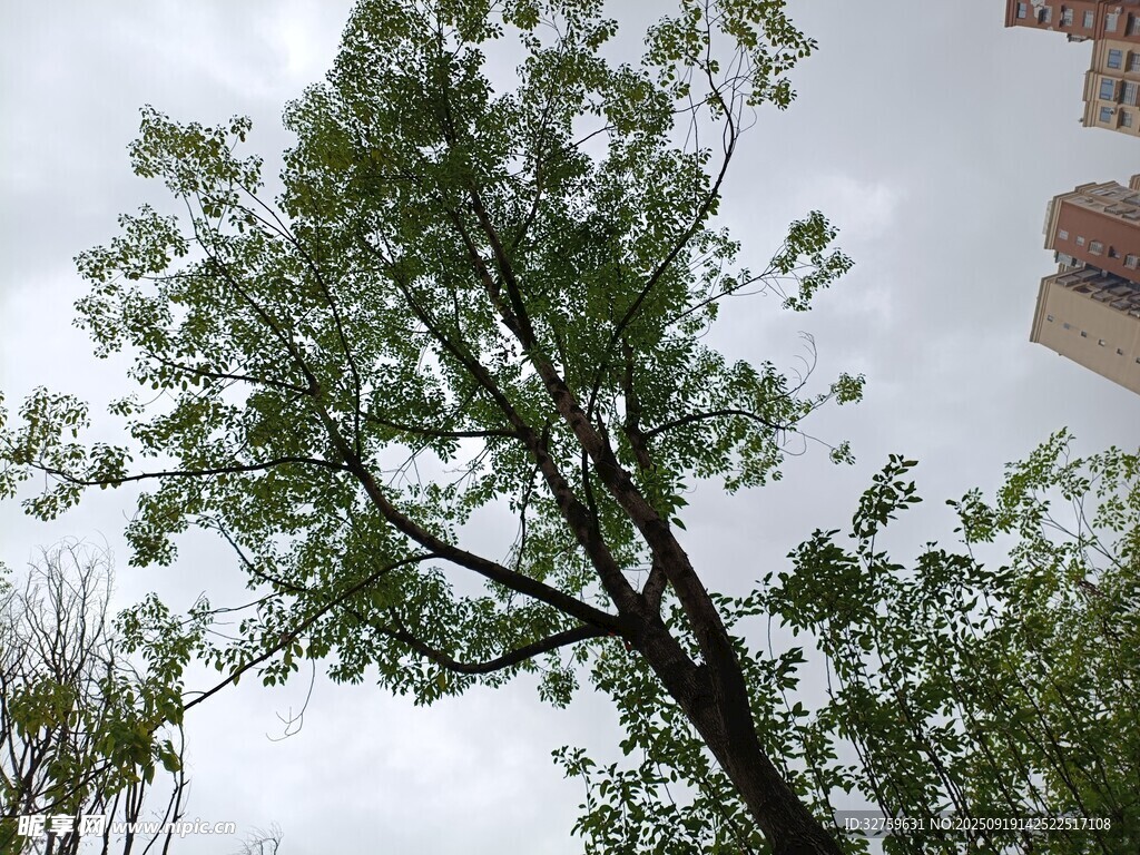天空下的挺拔绿树