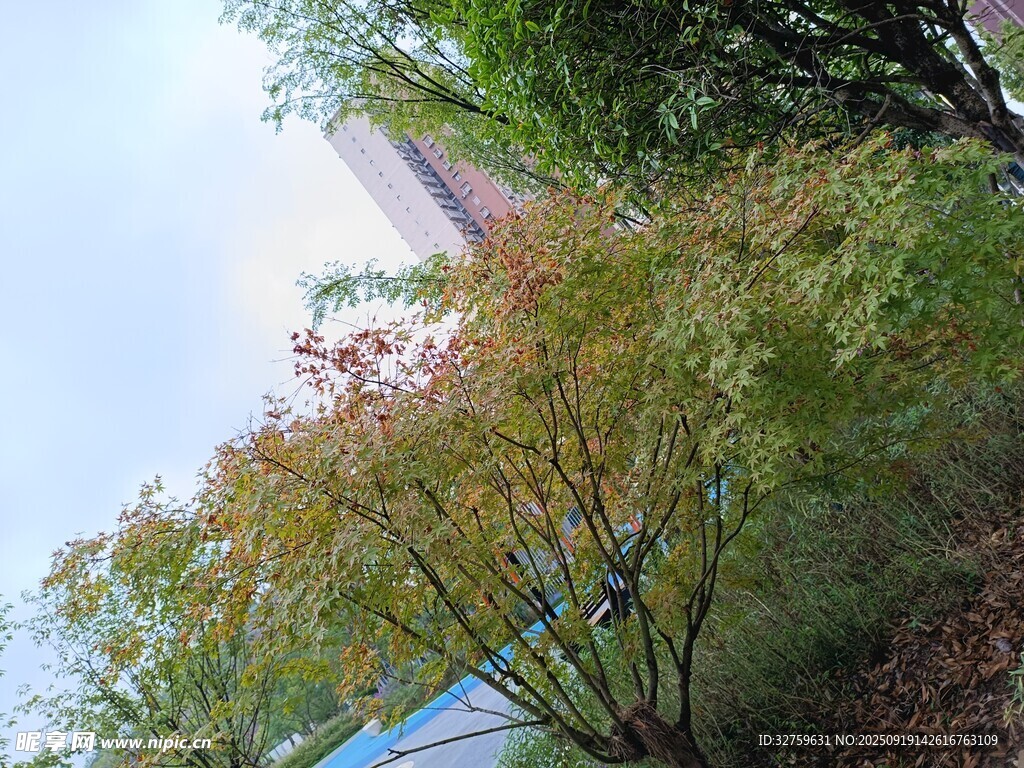 户外绿植景观