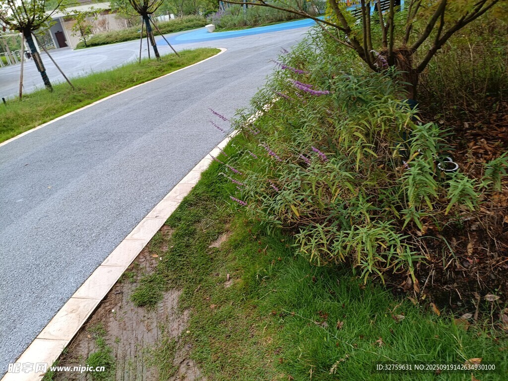 蜿蜒小路旁的绿植景观