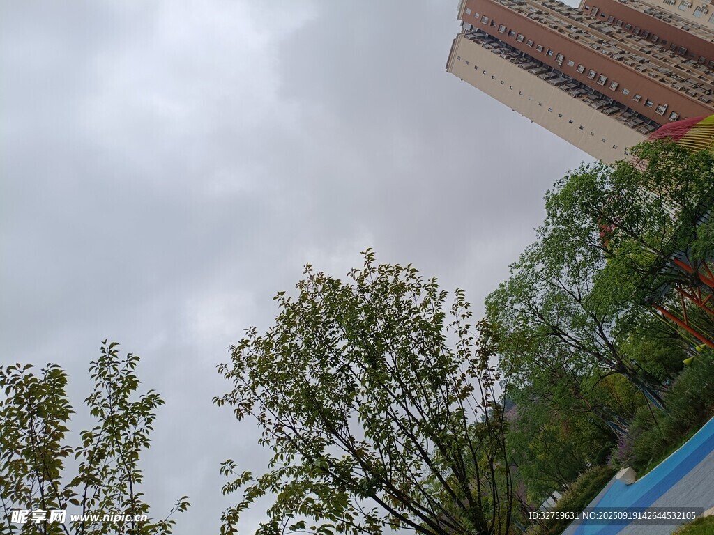 仰视视角下的树木与建筑