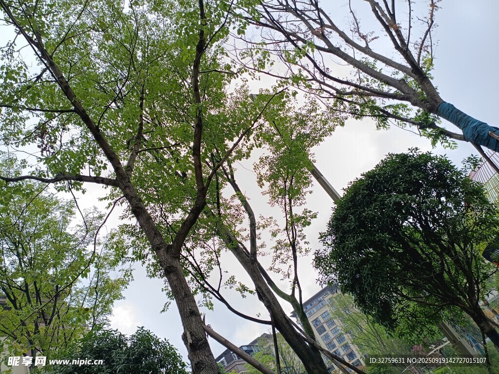 绿树成荫的户外景致