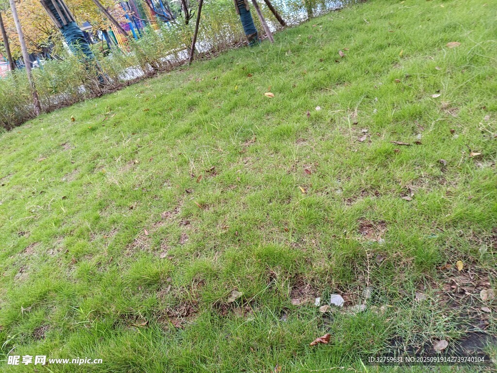 户外翠绿草地风景