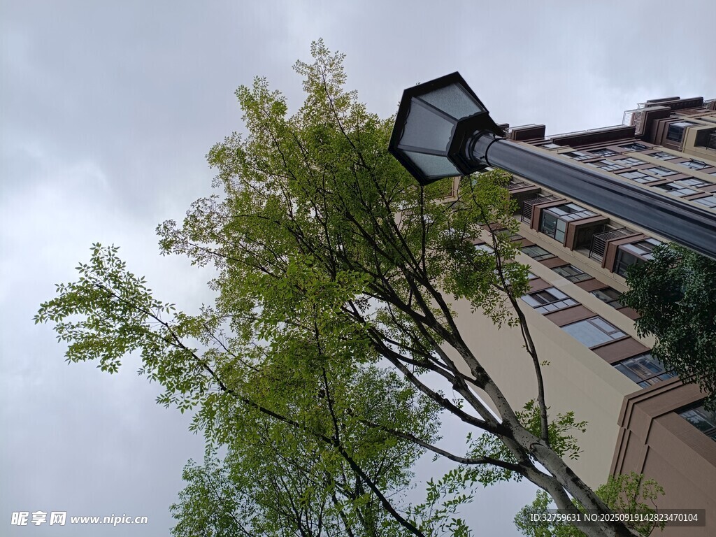 楼旁绿树与路灯