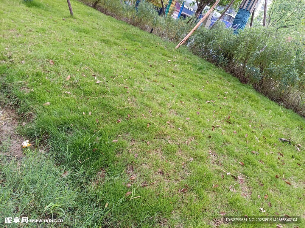户外翠绿草地景观