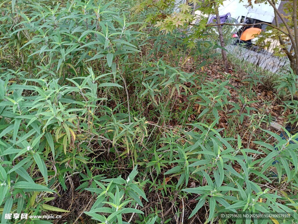 野外丛生的绿色植物