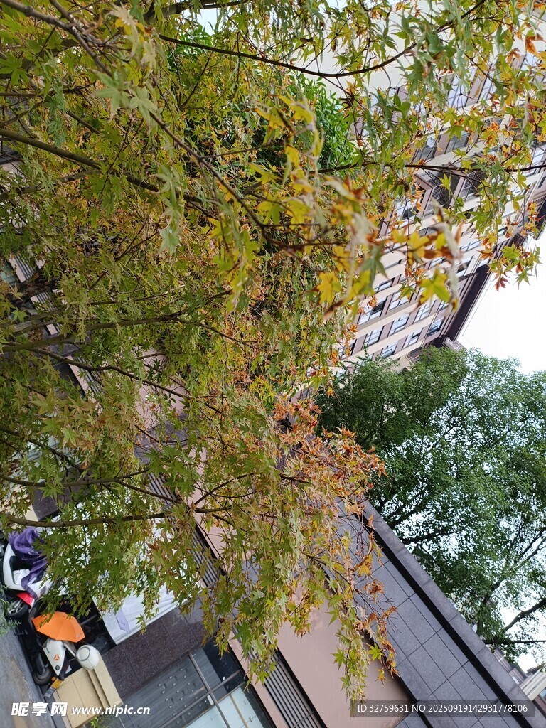 城市中繁茂的绿树景观