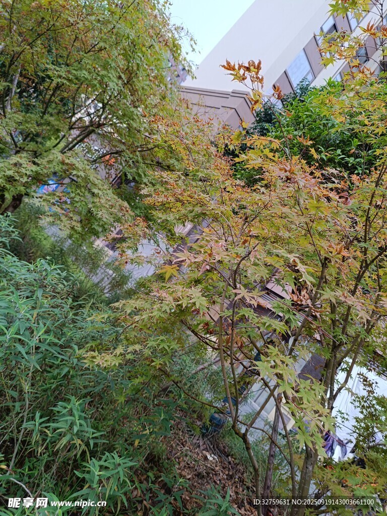 秋日繁茂绿植景观